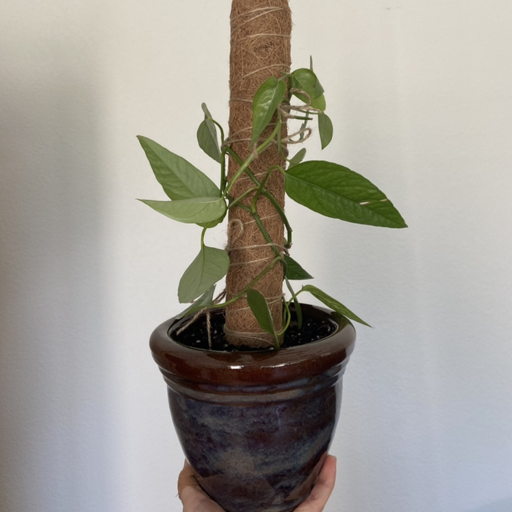 Cebu Blue Pothos plant in a pot with green leaves climbing a support pole.