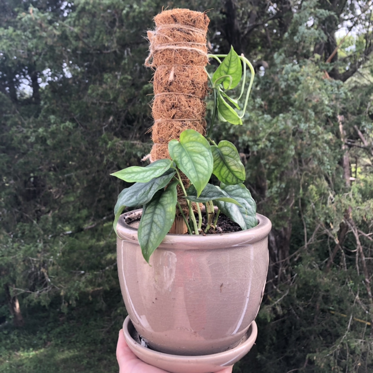 Monstera Siltepecana