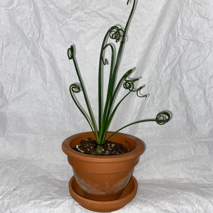 Potted Frizzle Sizzle plant with curly green leaves in a terracotta pot.