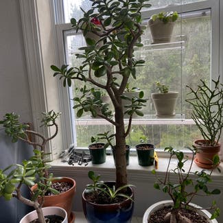 Jade plant in Memphis, Tennessee