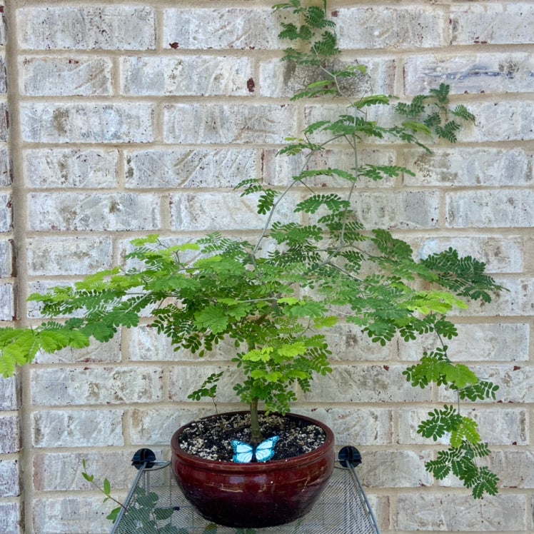 How Do I Fix brazilian rain tree root rot?