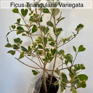 Ficus triangularis 'Variegata' plant in Memphis, Tennessee