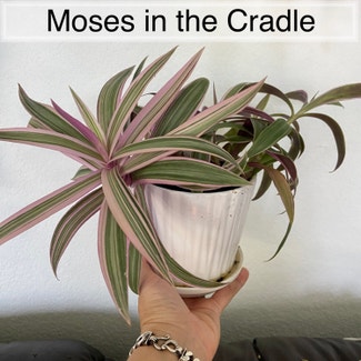 Moses-In-The-Cradle plant in Somewhere on Earth