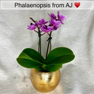 Mini Phalaenopsis Orchid plant in Memphis, Tennessee