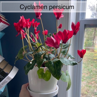 Persian Cyclamen plant in Memphis, Tennessee