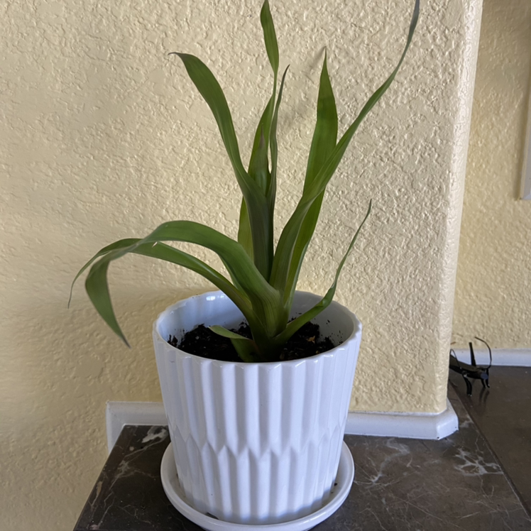 Urn Plant plant photo by @sarah10orio named ￼Bromeliad (taller) on Greg, the plant care app.