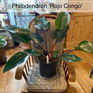 Philodendron 'Congo' plant in Memphis, Tennessee