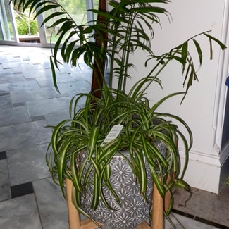 Parlour Palm plant in Somewhere on Earth
