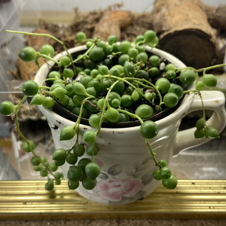 String of Pearls plant photo by @sarah10orio named String of Pearls on Greg, the plant care app.