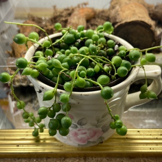Senecio String of Pearls plant in Somewhere on Earth