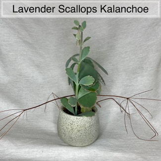 Lavender Scallops plant in Memphis, Tennessee