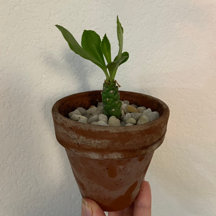 Photo of the plant species Euphorbia ritchiei by @sarah10orio named OUTSIDE - Euphorbia ritchiei 'Bruyns' on Greg, the plant care app