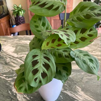 Green Prayer Plant plant in Memphis, Tennessee