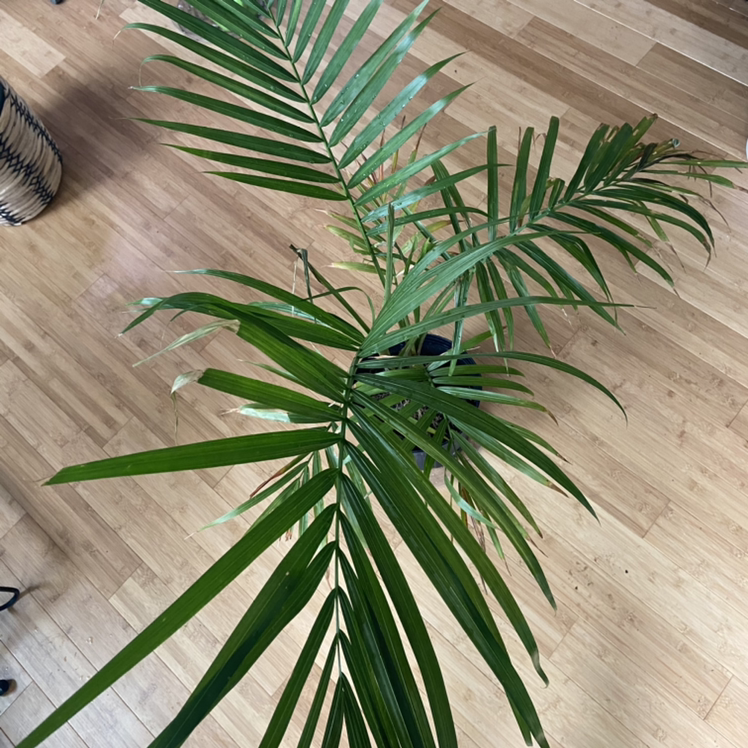 Healthy, thriving Majesty Palm with lush green fronds, well-framed on light wood floor.