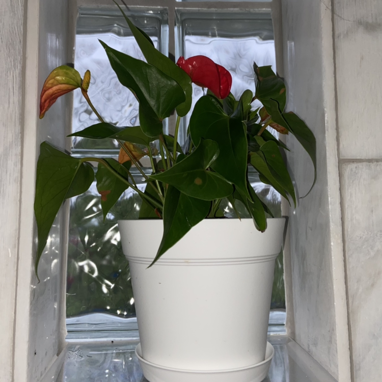 Painter's Palette plant photo by @sarah10orio named SHOWER - Anthurium (2 of them) on Greg, the plant care app.