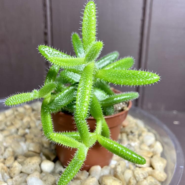 Healthy Pickle Plant in a small pot surrounded by pebbles.