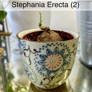 Stephania erecta plant in Somewhere on Earth