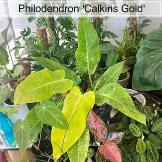 Philodendron Calkins Gold plant in Memphis, Tennessee