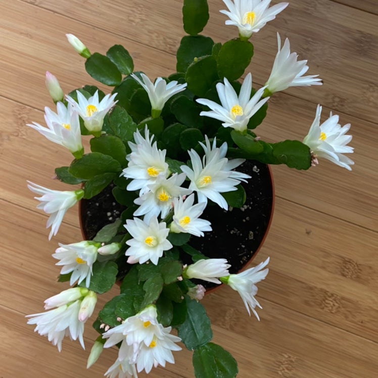 Y2FyZS1wbGFudC1wcm9maWxlLzk0NTEvQzRENzI5MjYtNDlCMy00MENDLUIwOTUtNEY0QTQ0MEIwNDlCLnBuZw==