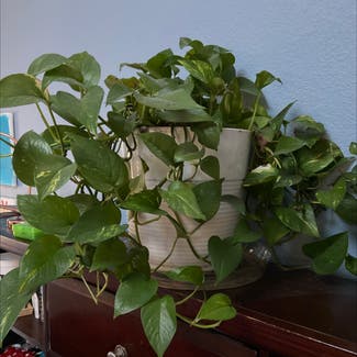 Golden Pothos plant in Memphis, Tennessee