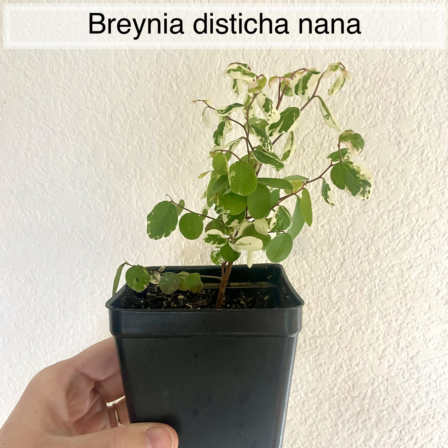 GH - Breynia disticha nana