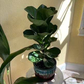 Dwarf Fiddle Leaf Fig plant in Memphis, Tennessee