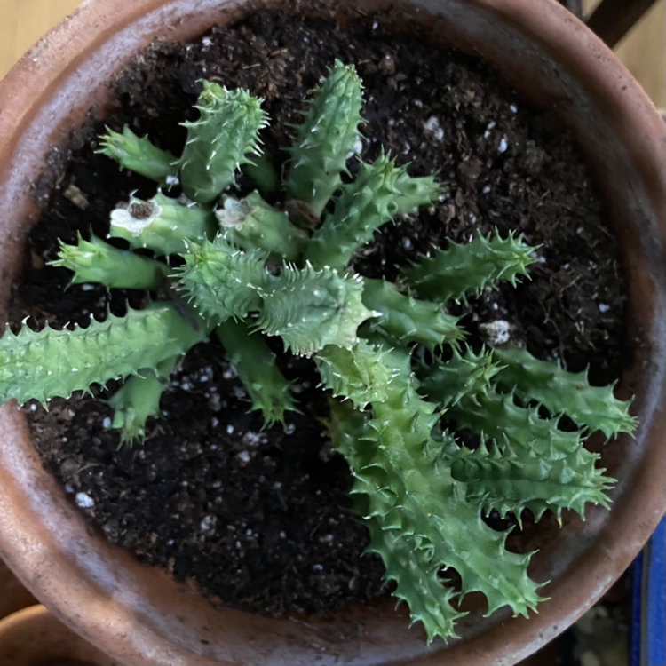 Photo of the plant species Red Dragon Flower by @sarah10orio named GH - Huernia "Red Dragon" Stapelia on Greg, the plant care app