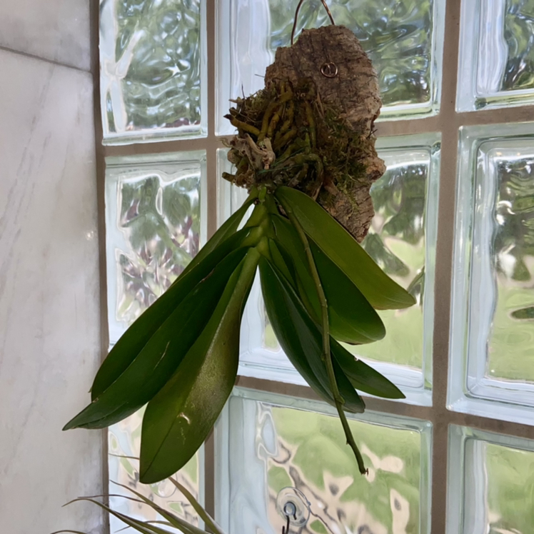 Mini Phalaenopsis Orchid mounted on bark, hanging in front of a window.