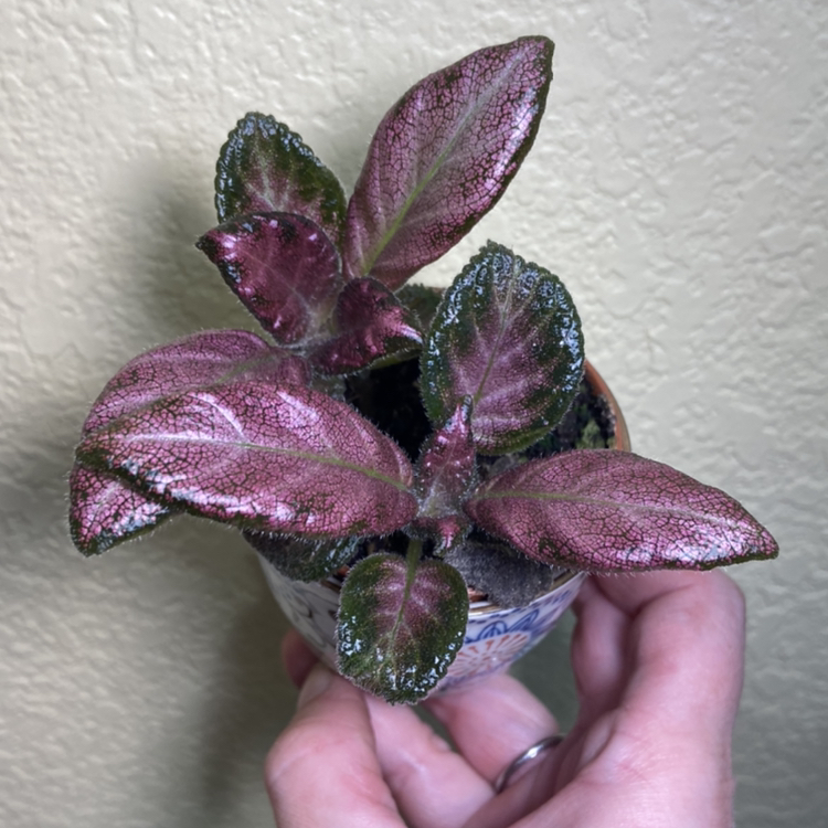 Flame Violet plant photo by @sarah10orio named Episcia Chocolate plant on Greg, the plant care app.