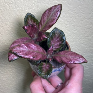 Flame Violet plant photo by Sarahsalith named Episcia Chocolate plant on Greg, the plant care app.