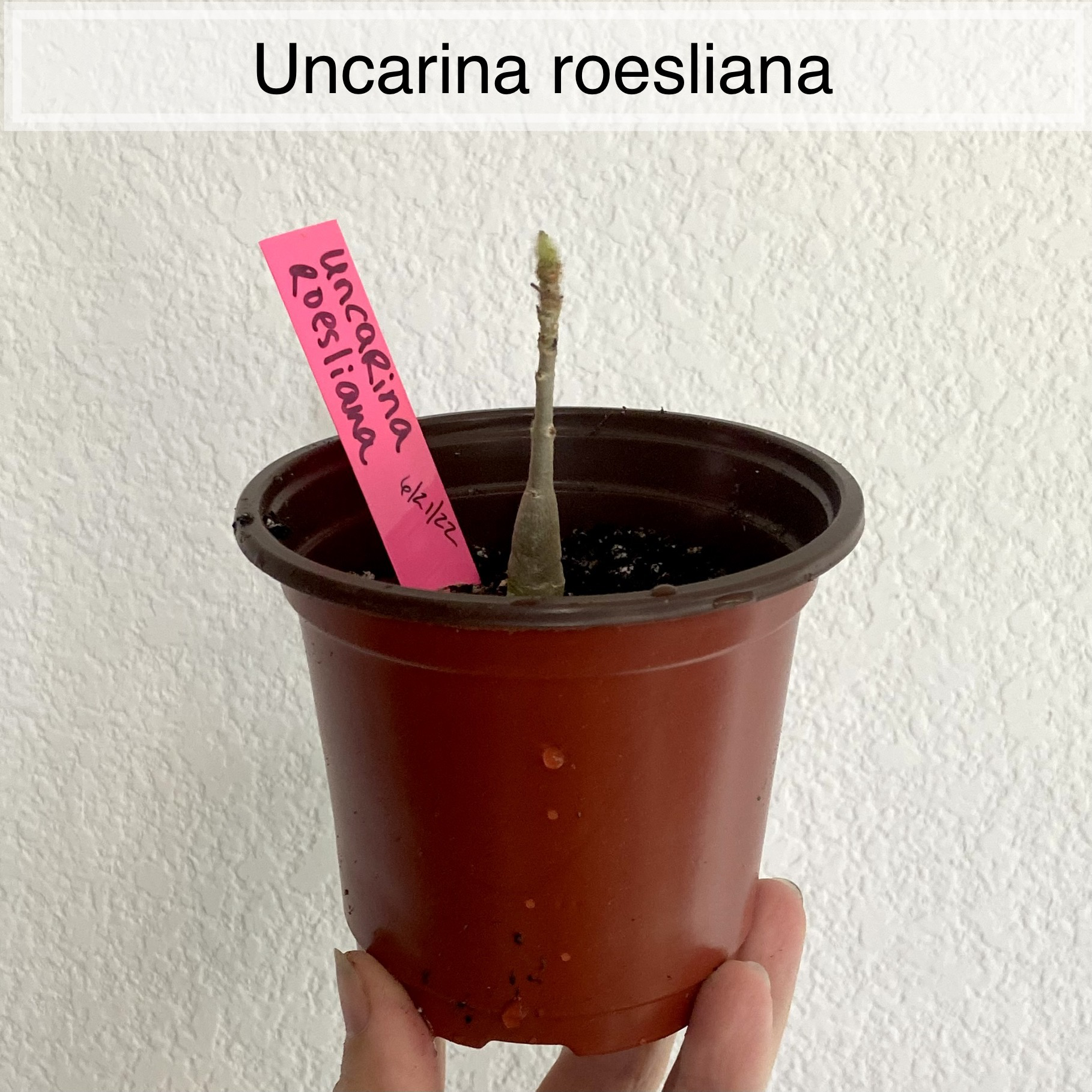 Photo of the plant species Uncarina roeoesliana by @sarah10orio named GH - Uncarina roesliana on Greg, the plant care app