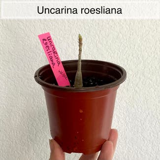 Uncarina roeoesliana plant in Memphis, Tennessee
