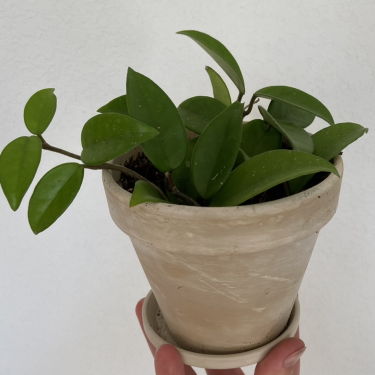 Photo of the plant species Waxplant by @sarah10orio named Hoya - Carnosa Jade on Greg, the plant care app