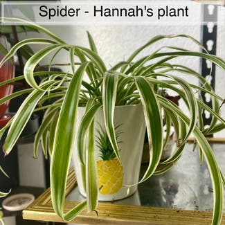 Spider Plant plant in Memphis, Tennessee