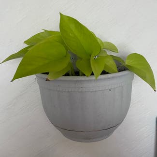 Neon Pothos plant in Memphis, Tennessee