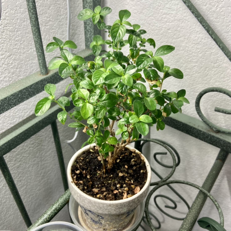 OUTSIDE - Serissa Foetida