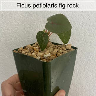 Petiolate Fig plant in Memphis, Tennessee