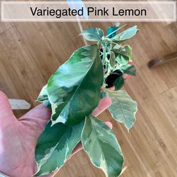 Pink Lemonade Lemon plant
