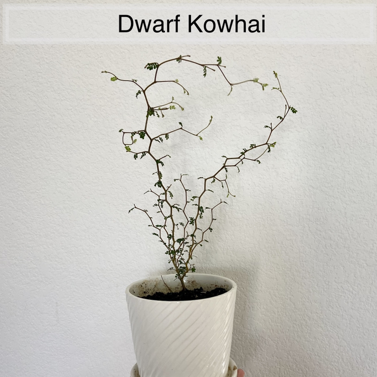 GH - Dwarf Kowhai