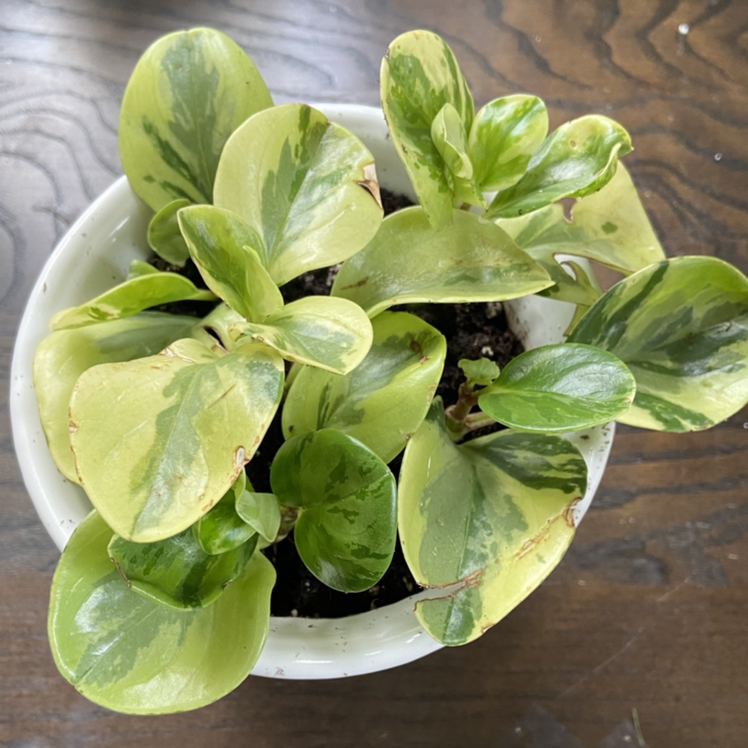 Variegated Baby Rubber Plant in a white pot with variegated green and yellow leaves.