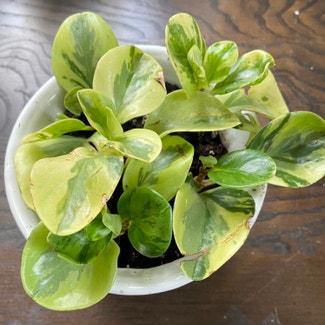 Variegated Baby Rubber Plant plant in Memphis, Tennessee