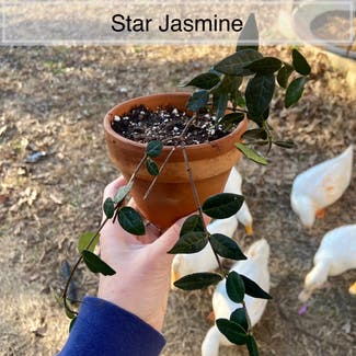 Star Jasmine plant in Memphis, Tennessee