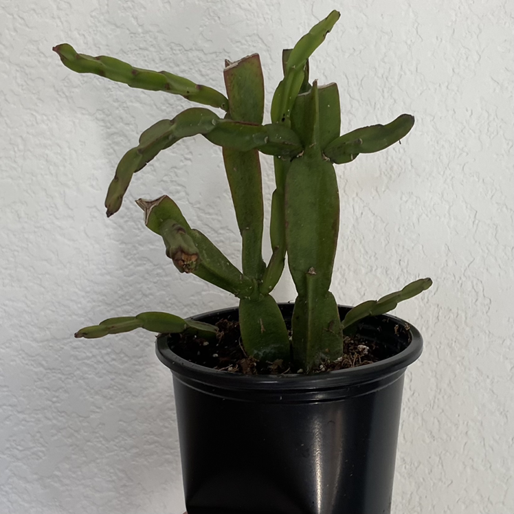 Rhipsalis paradoxa plant in a black pot with some browning on leaf edges.