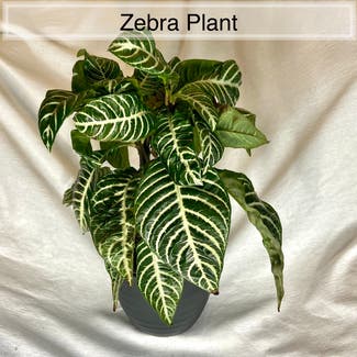 Zebra Plant plant in Memphis, Tennessee