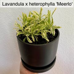 OUTSIDE Lavandula x heterophylla 'Meerlo'
