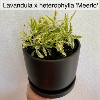 Meerlo Lavender plant in Memphis, Tennessee