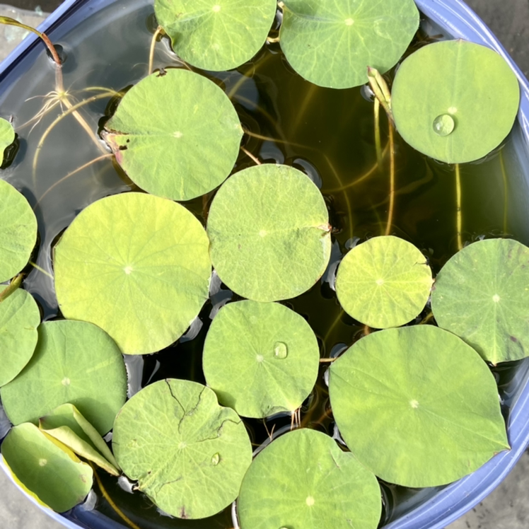 Plant care for Red Cabomba on Greg, the plant care app