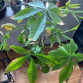 Money Tree plant in Memphis, Tennessee