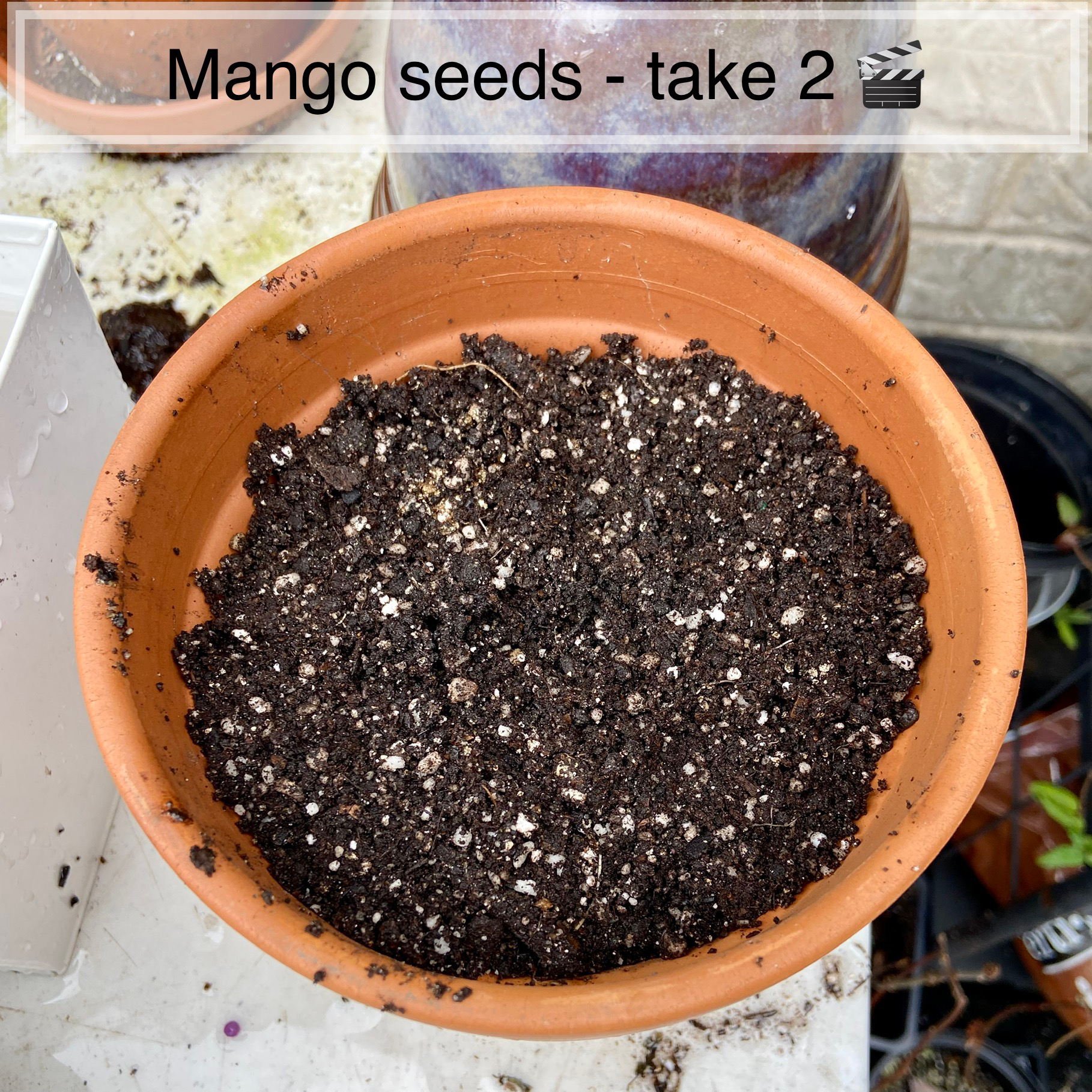 🥭 How Much Humidity Does My Mango Need?