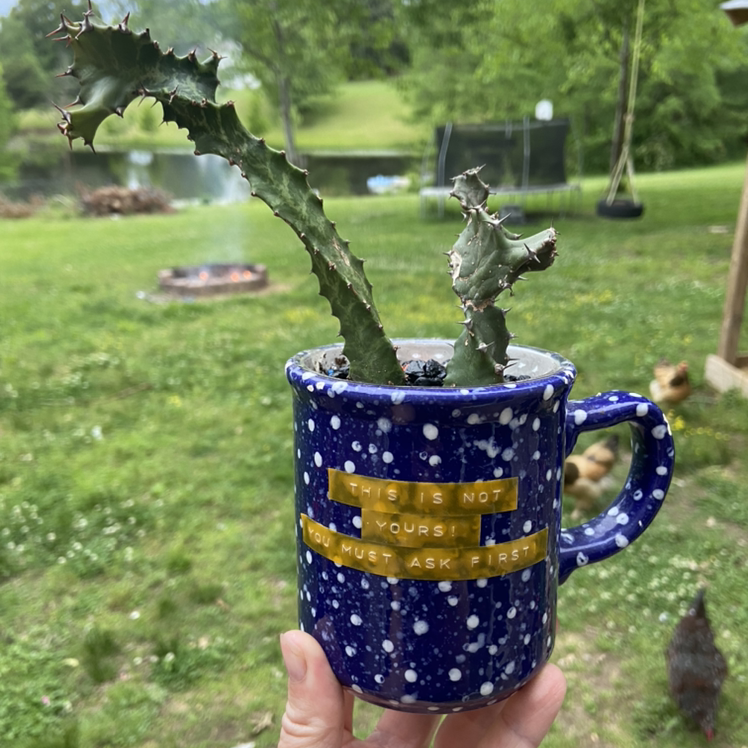 Photo of the plant species Euphorbia 'Zig Zag' by @sarah10orio named Euphorbia Pseudocactus Zig Zag on Greg, the plant care app